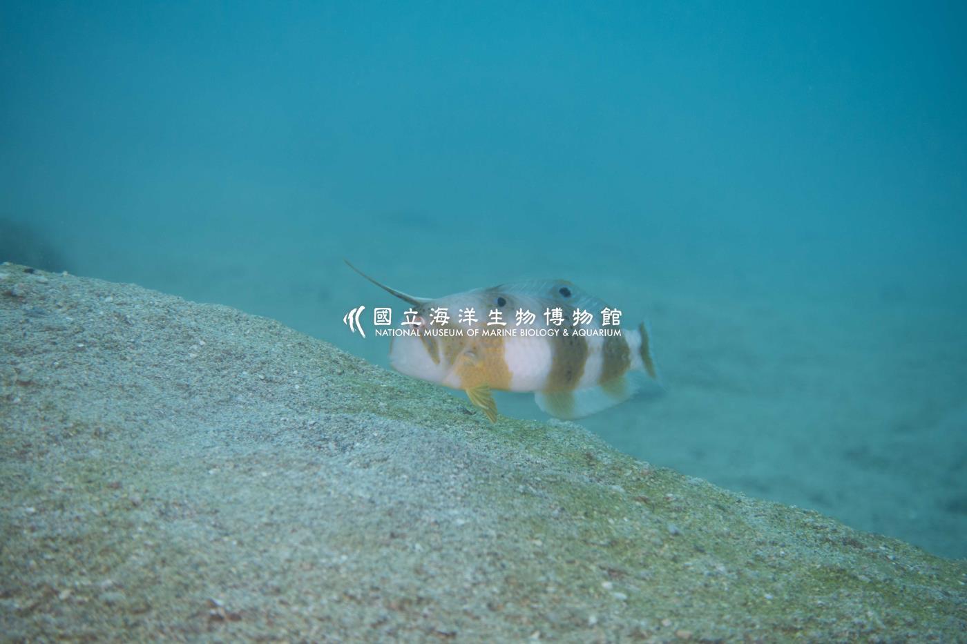 巴父項鰭魚