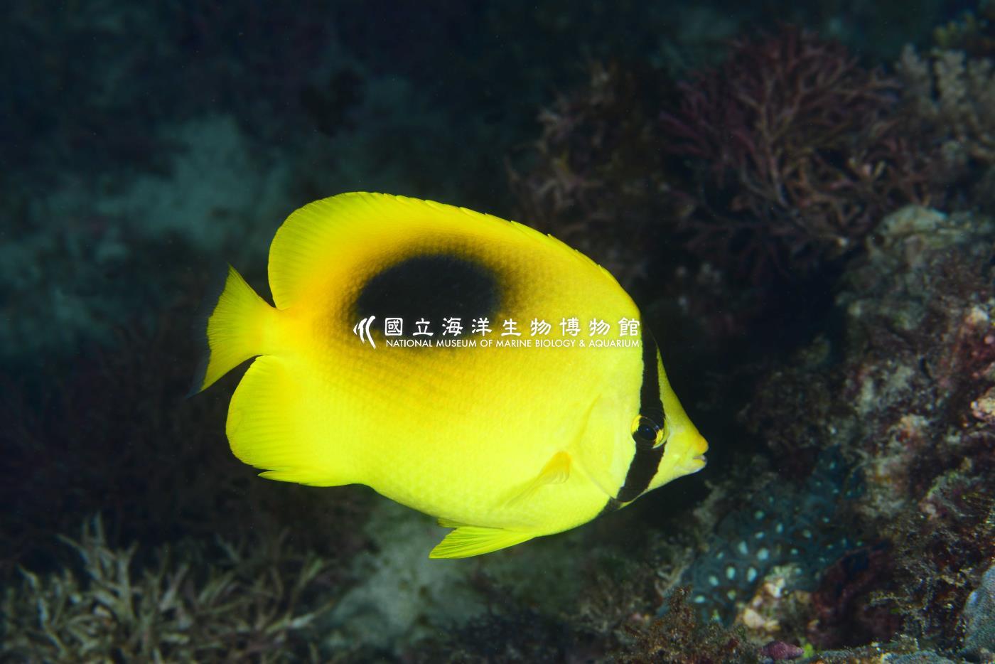 鏡斑蝴蝶魚