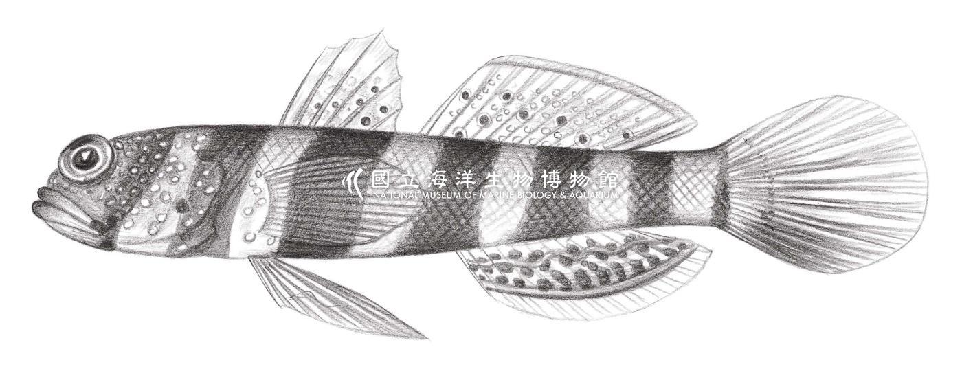 2080. 紅紋鈍塘鱧 Amblyeleotris wheeleri (Polunin & Lubbock, 1977)