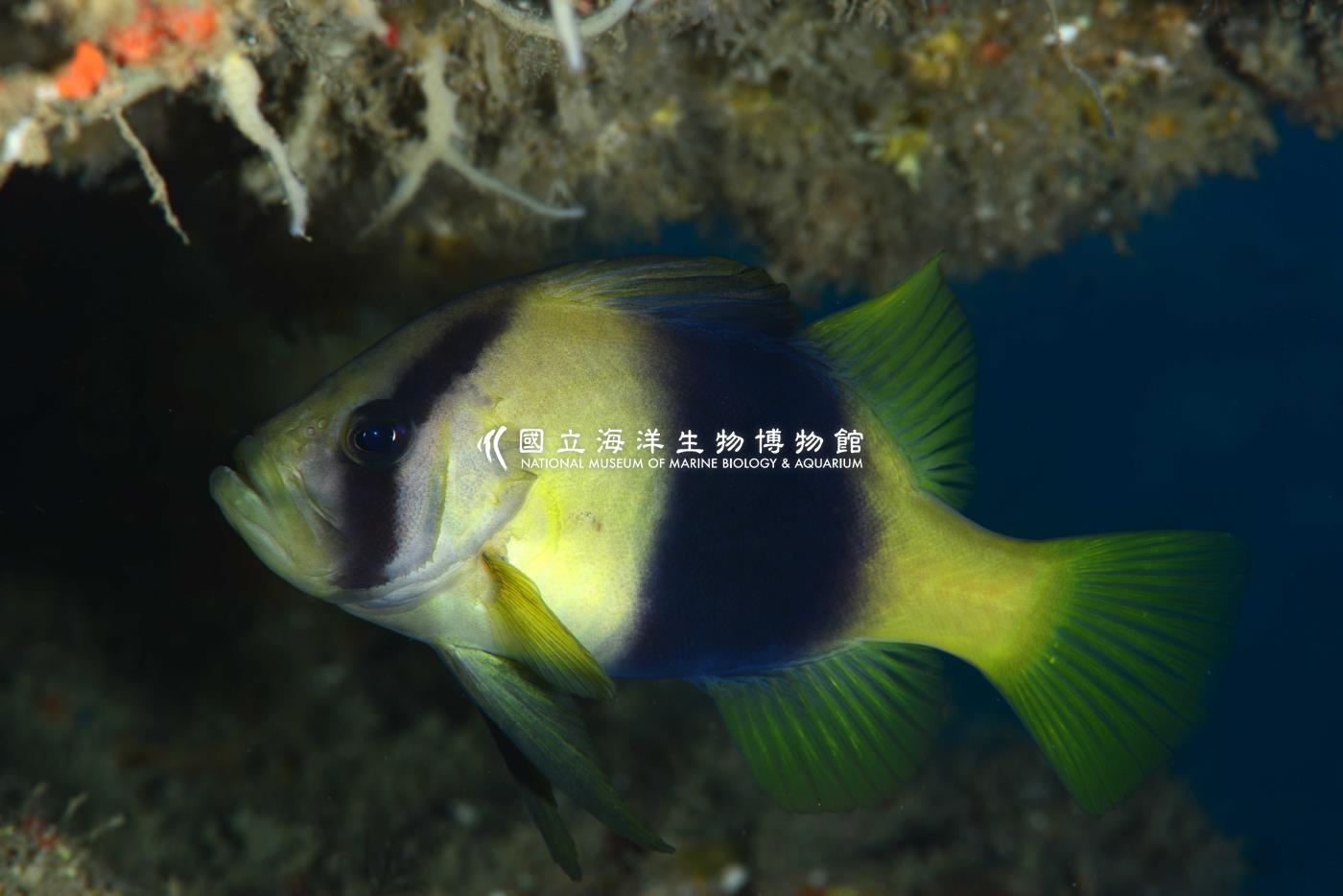 雙帶鱸