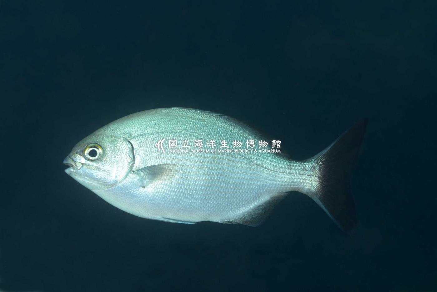 南方舵魚