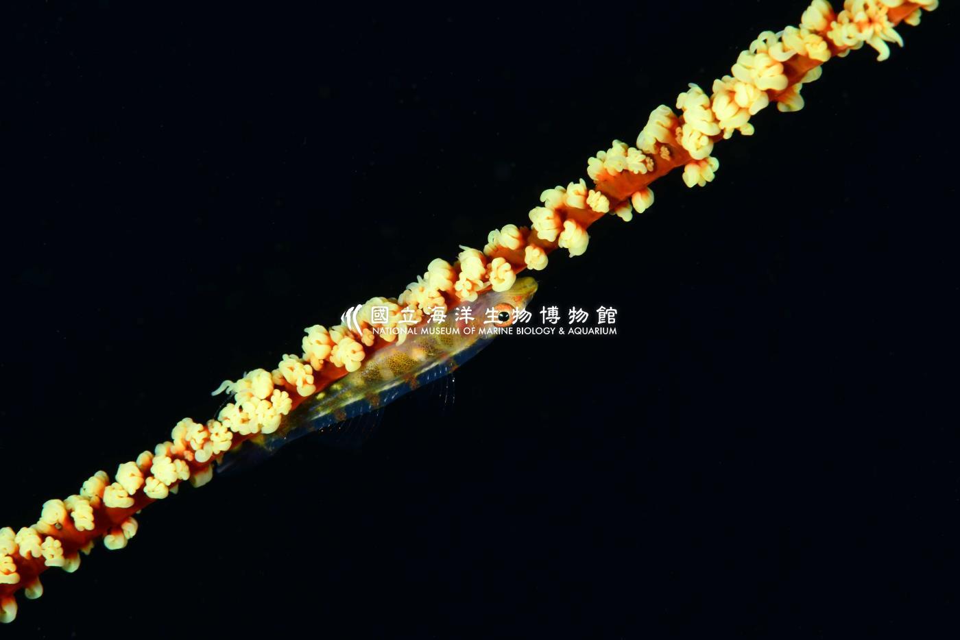 寬鰓珊瑚鰕虎