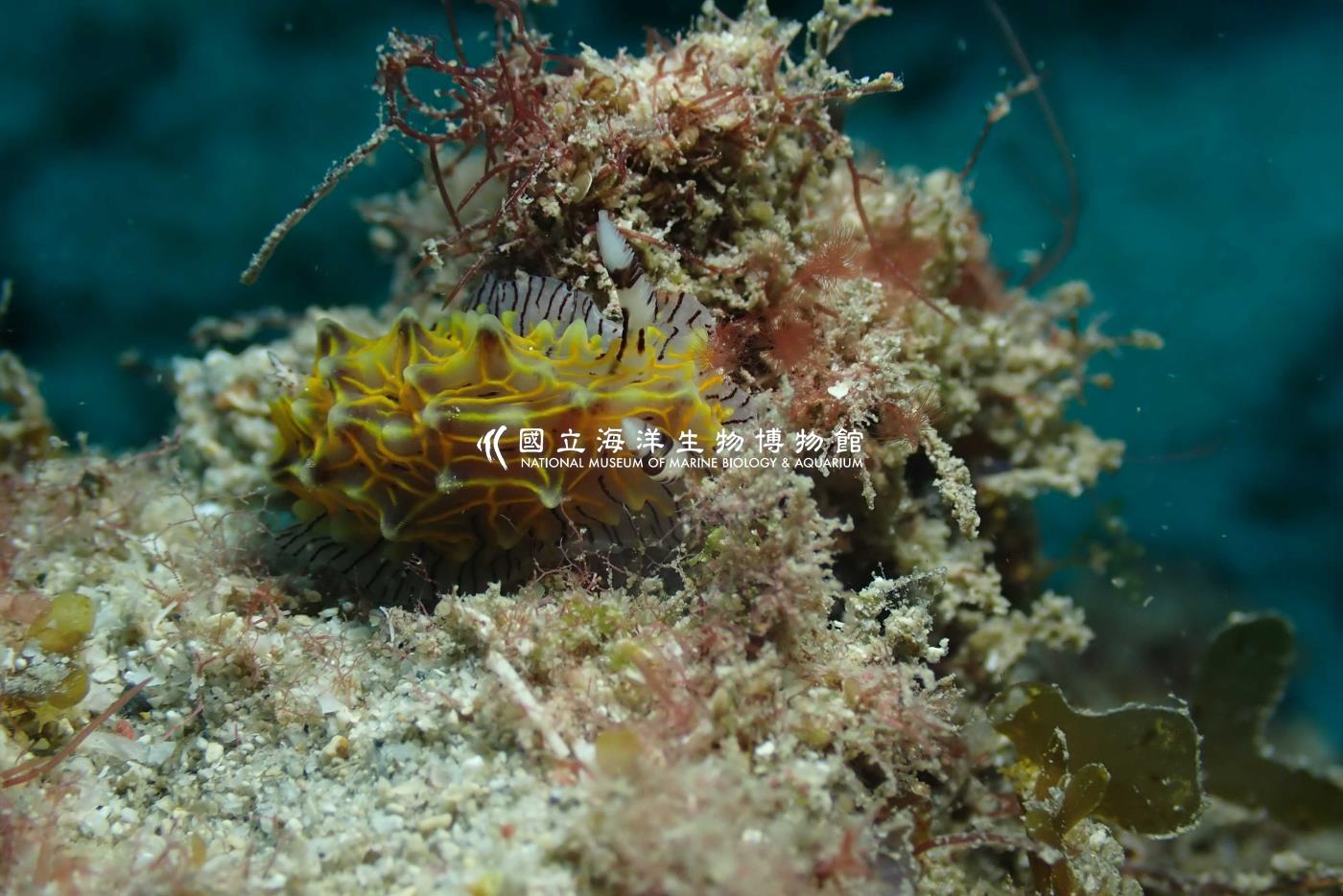 白網盤海蛞蝓