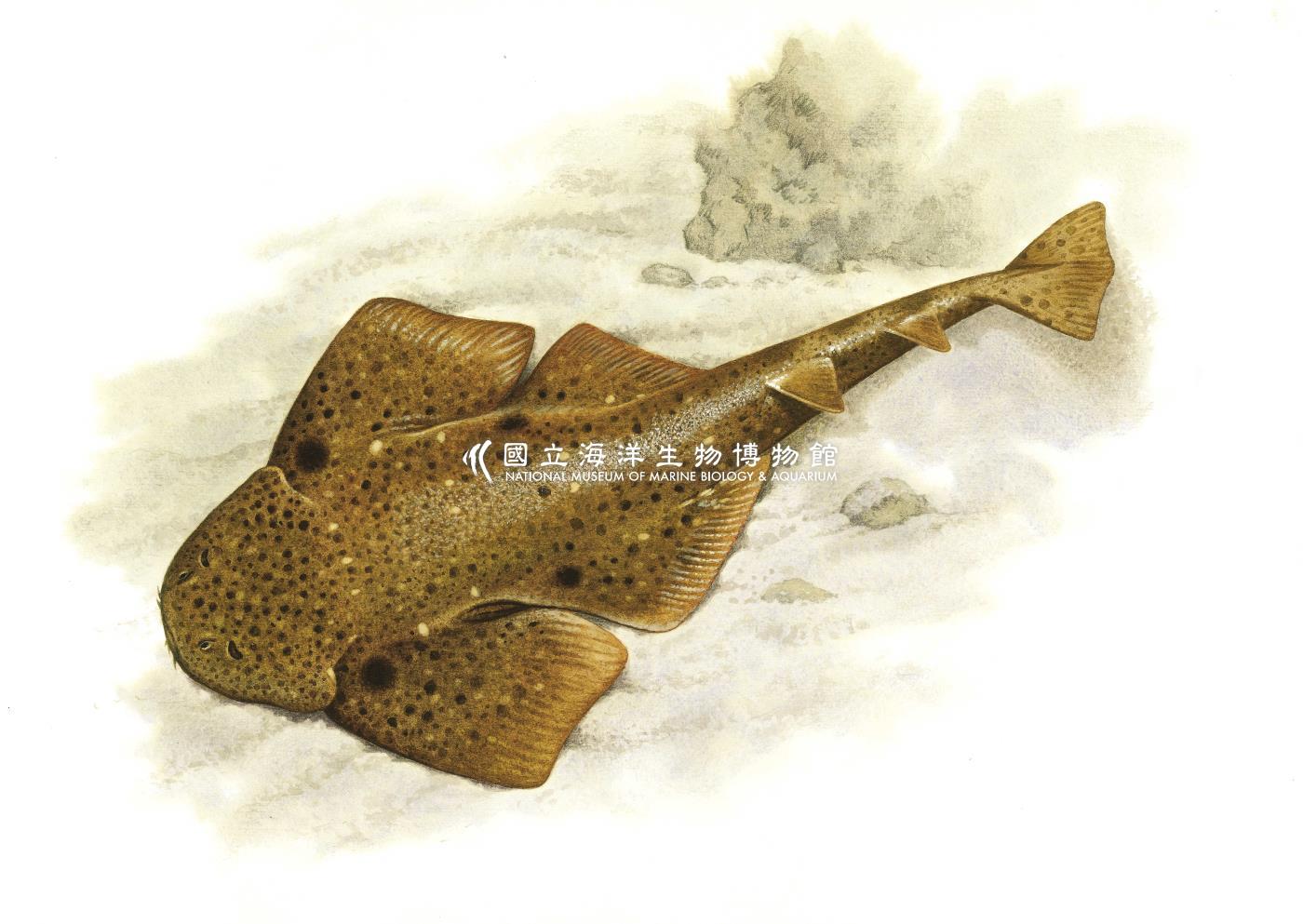 星雲扁鯊 Squatina nebulosa
