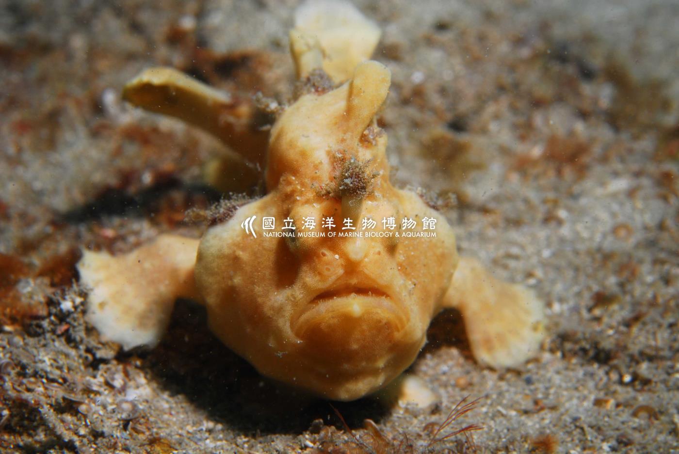 照片