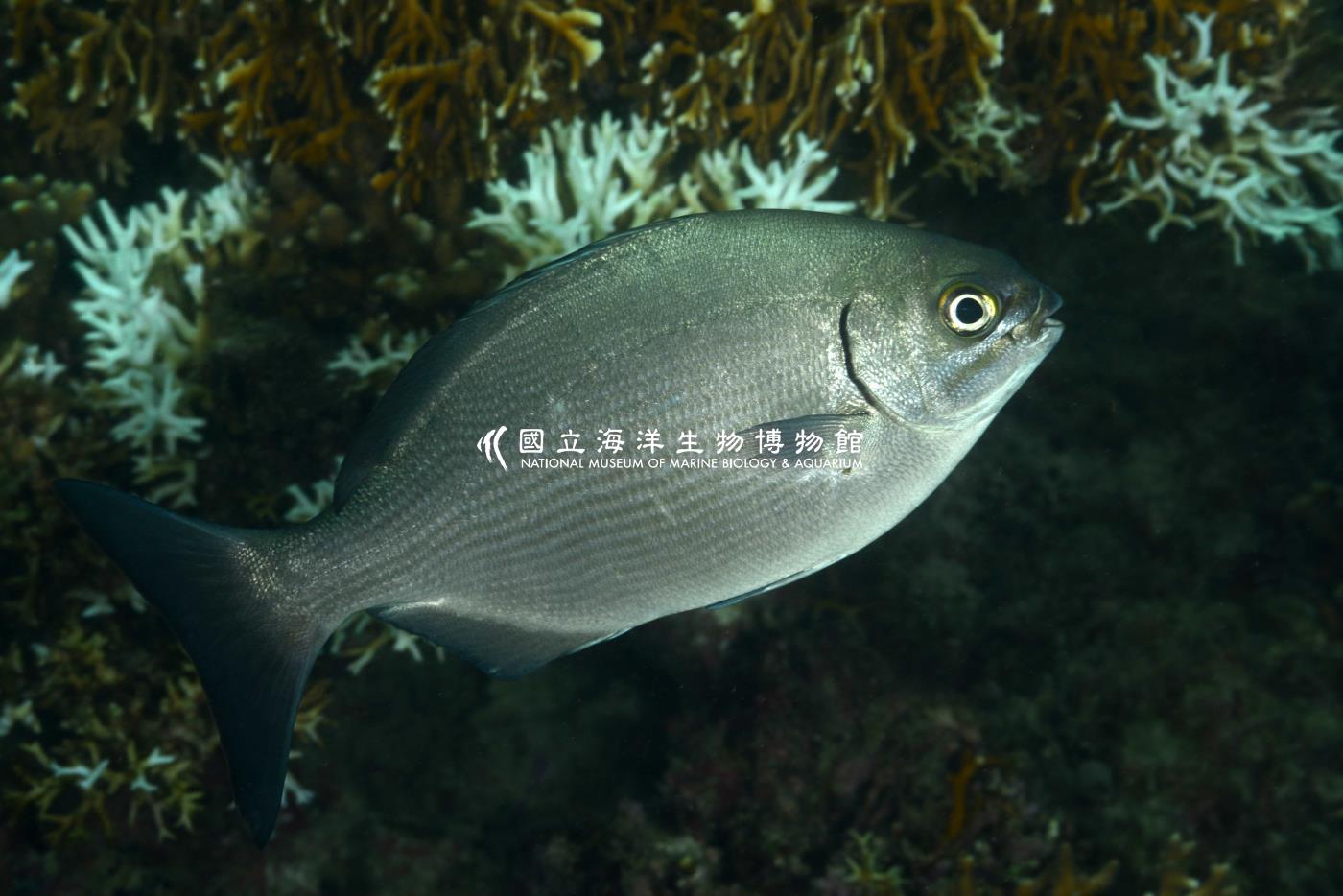 南方舵魚