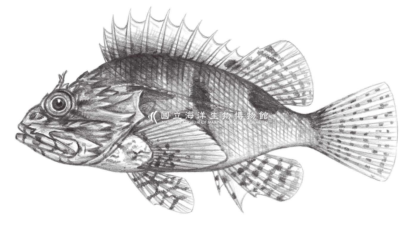 886. 鬚眉鱗頭鮋 Sebastapistes strongia (Cuvier, 1829)