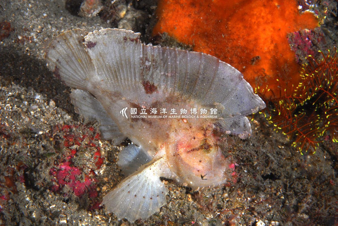 三棘高身鮋