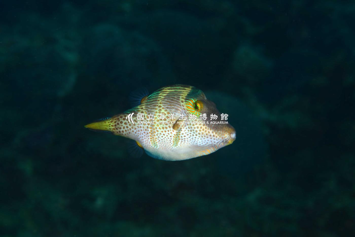 瓦氏尖鼻魨