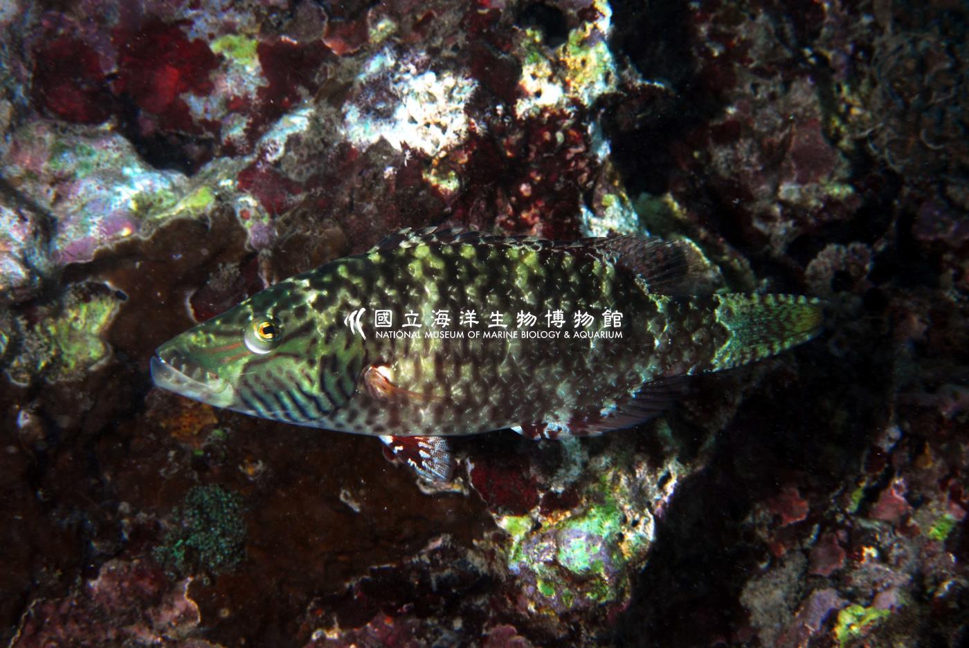 單帶尖唇魚