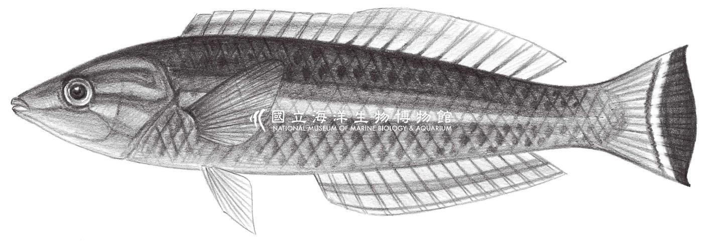 1815. 擬海豬魚 Pseudjuloides cerasinus (Snyder, 1904)