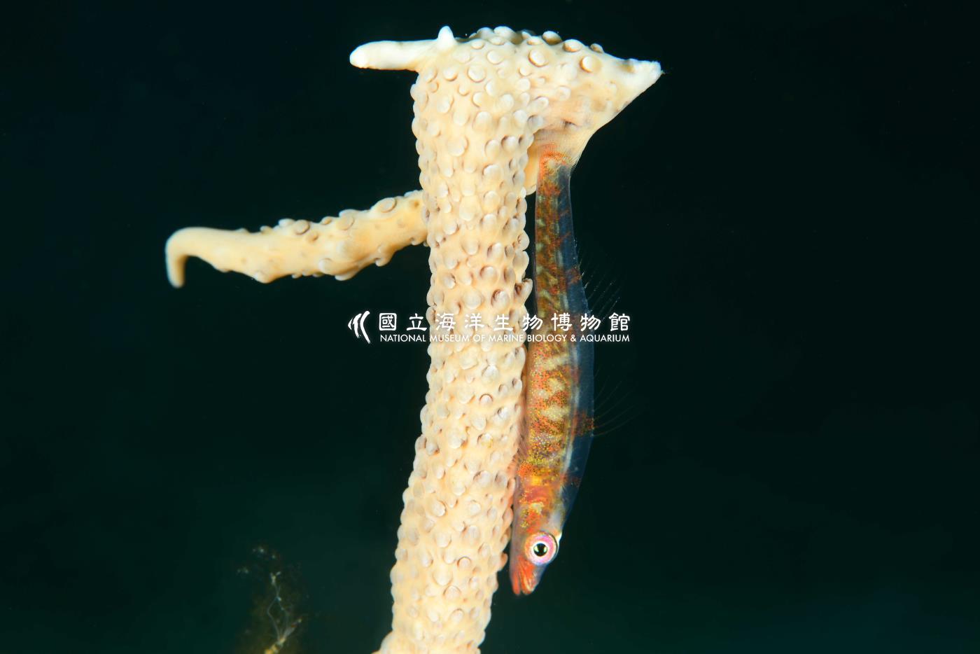 寬鰓珊瑚鰕虎