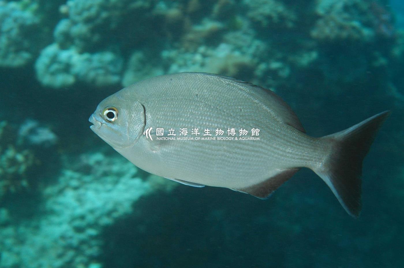 南方舵魚