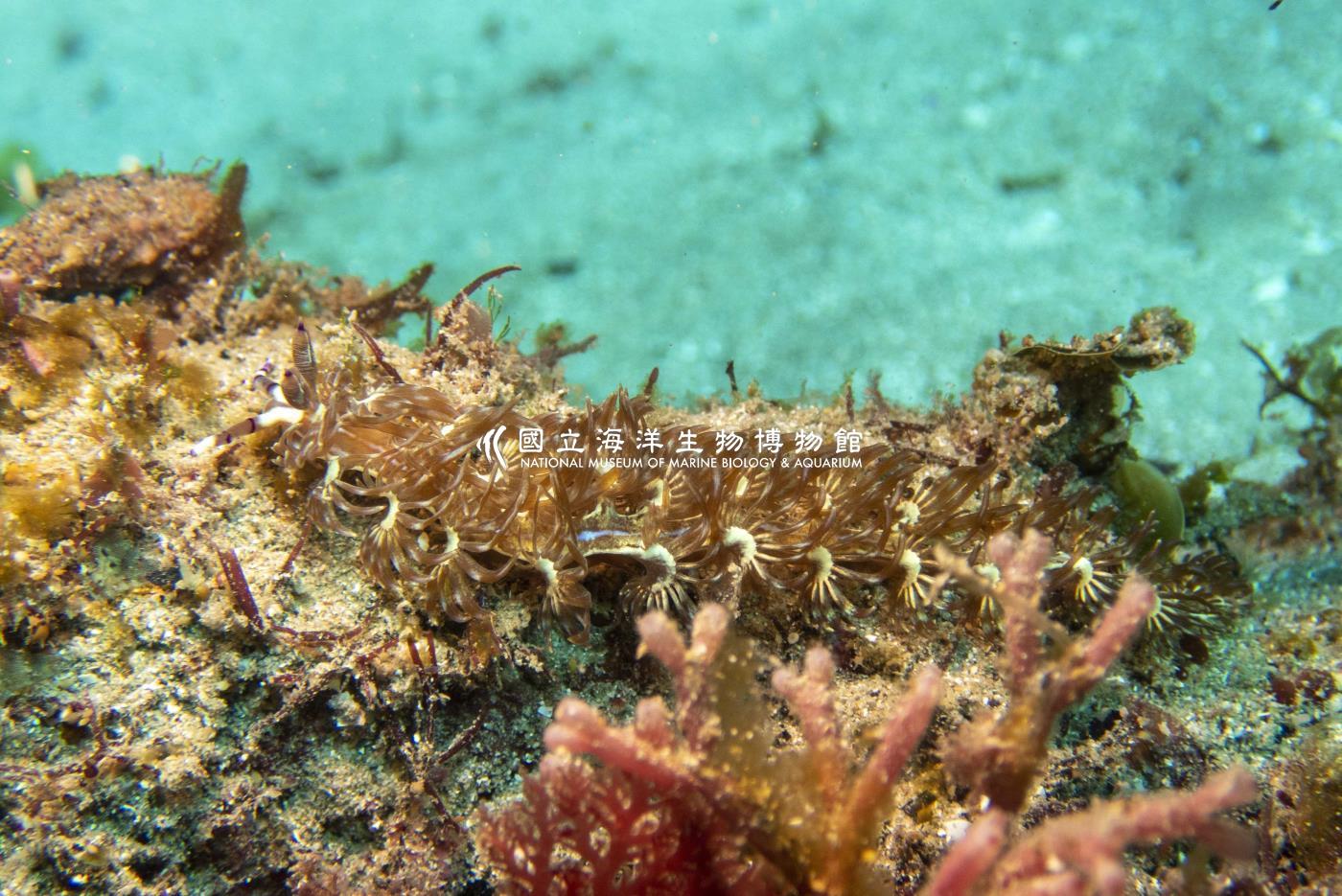 紫灰翼海蛞蝓