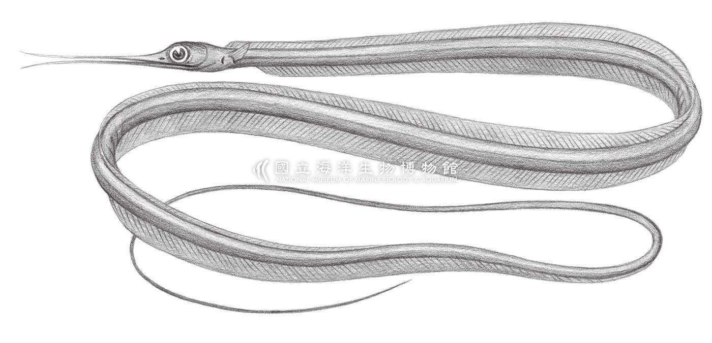264. 線鰻 Nemichthys scolopaceus Richardson, 1848