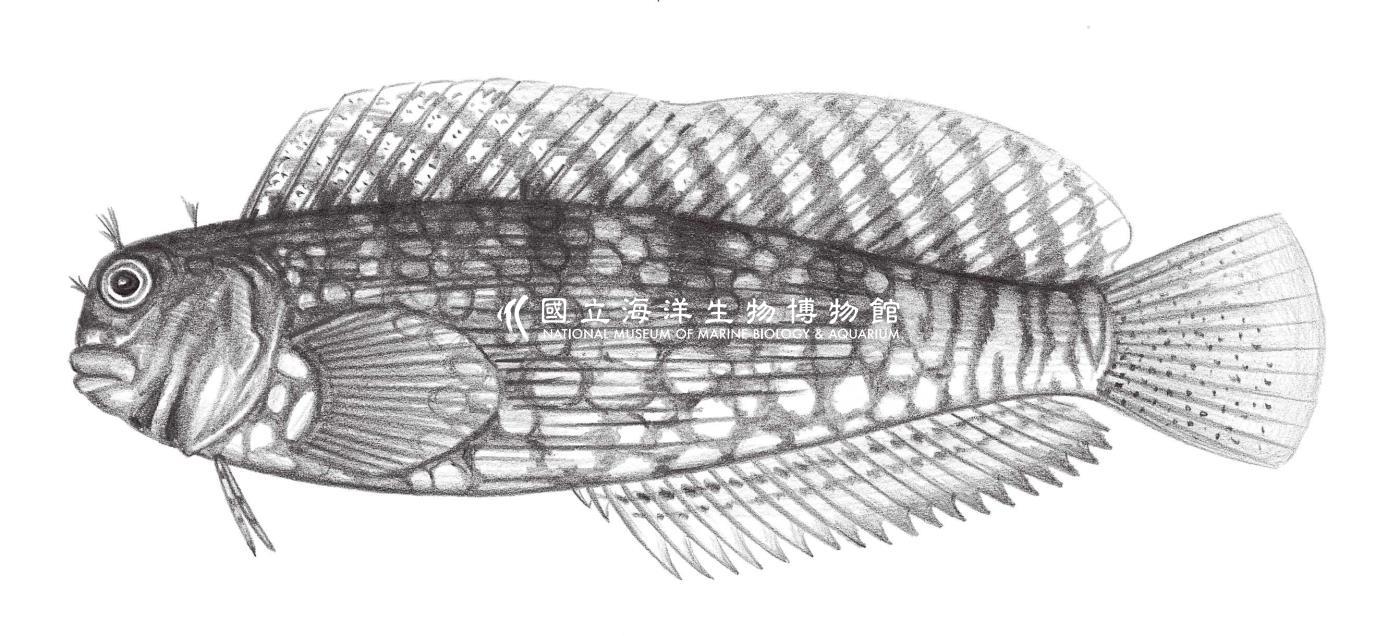 1998. 細紋唇齒魚 Salarias fasciatus (Bloch, 1786)