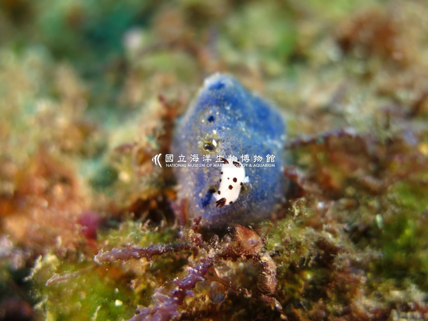 煙囪盤海蛞蝓