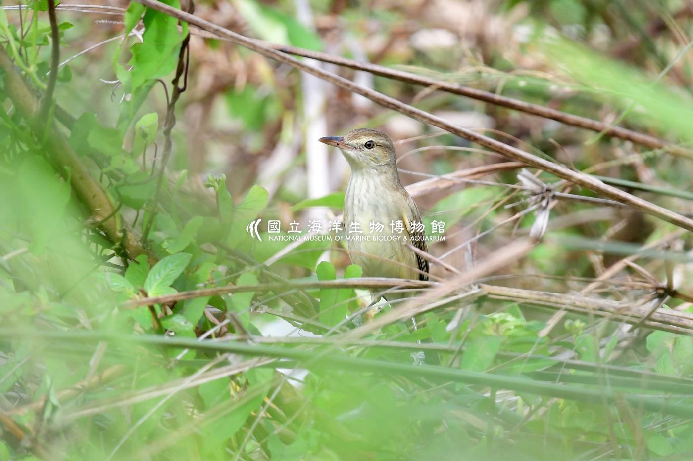大葦鶯