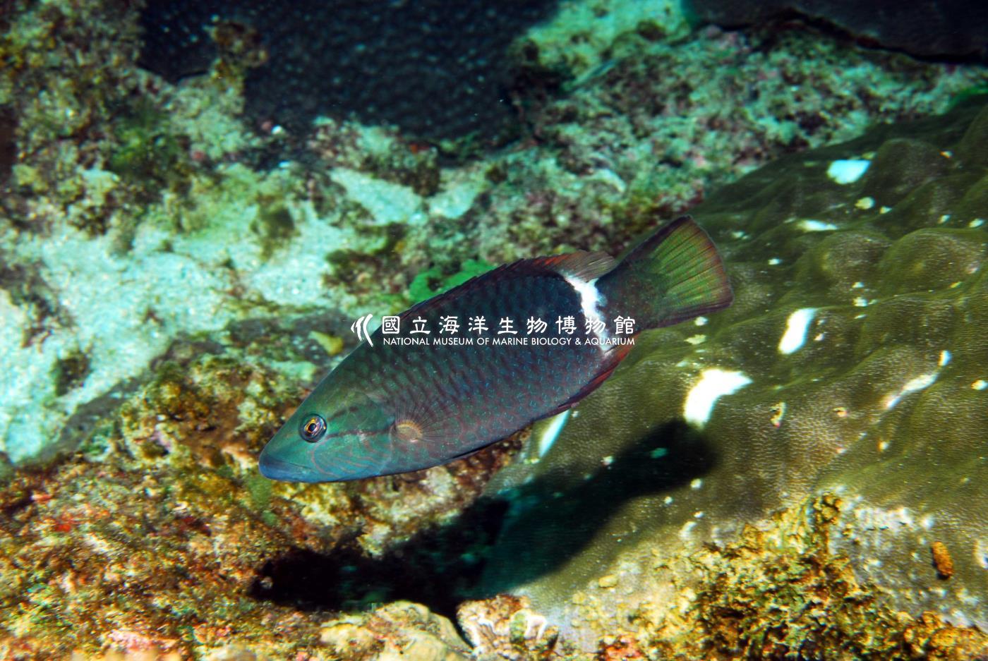 單帶尖唇魚