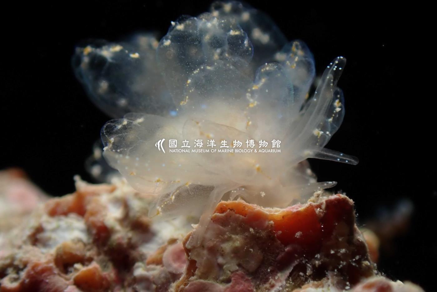 華美美葉海蛞蝓