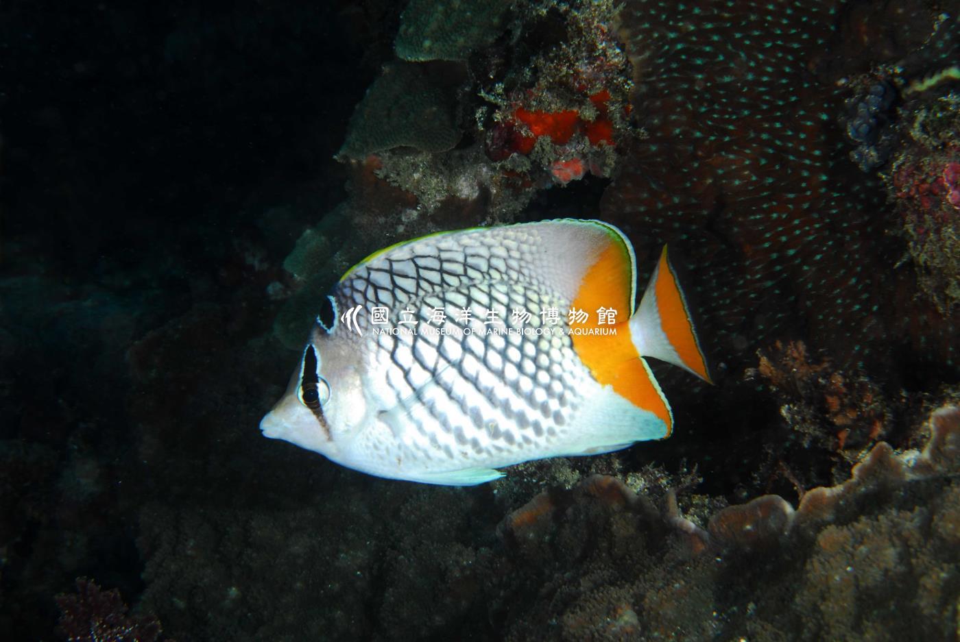 紅尾蝴蝶魚