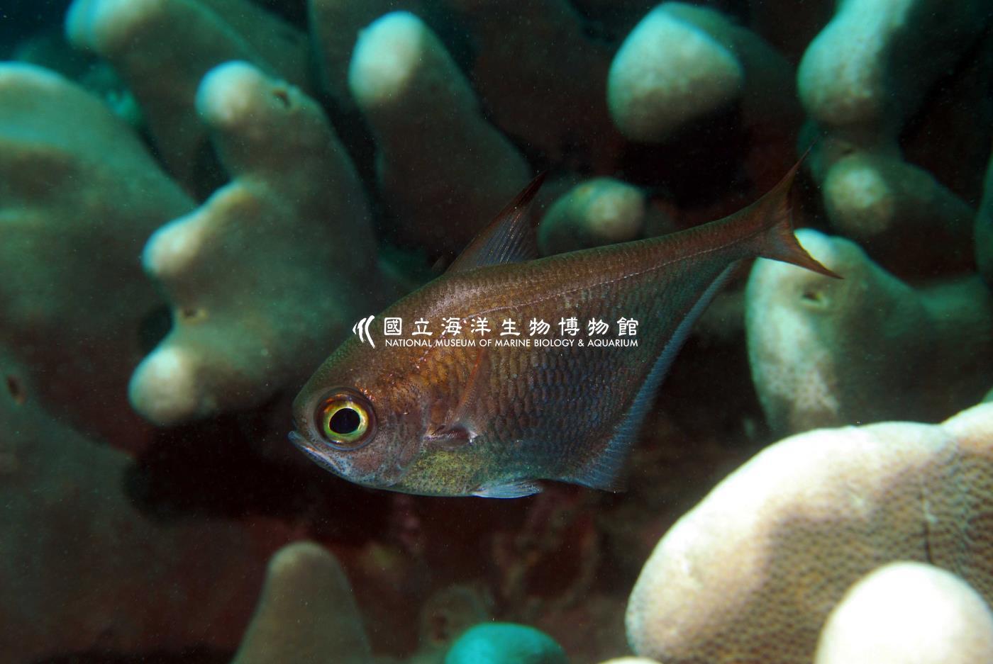 烏伊蘭擬金眼鯛