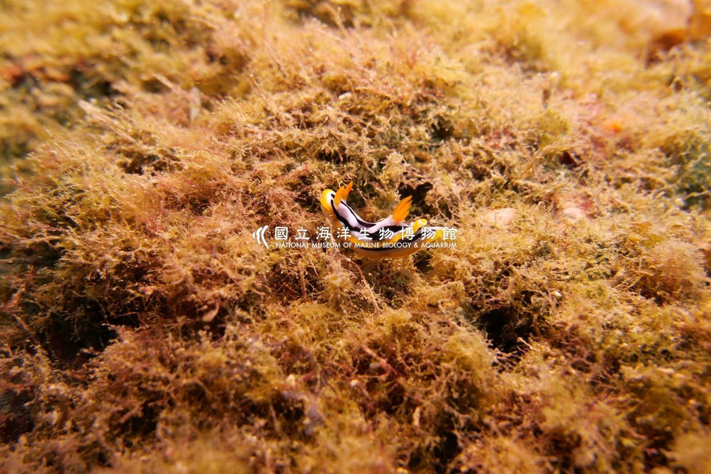 伊莉莎白多彩海蛞蝓