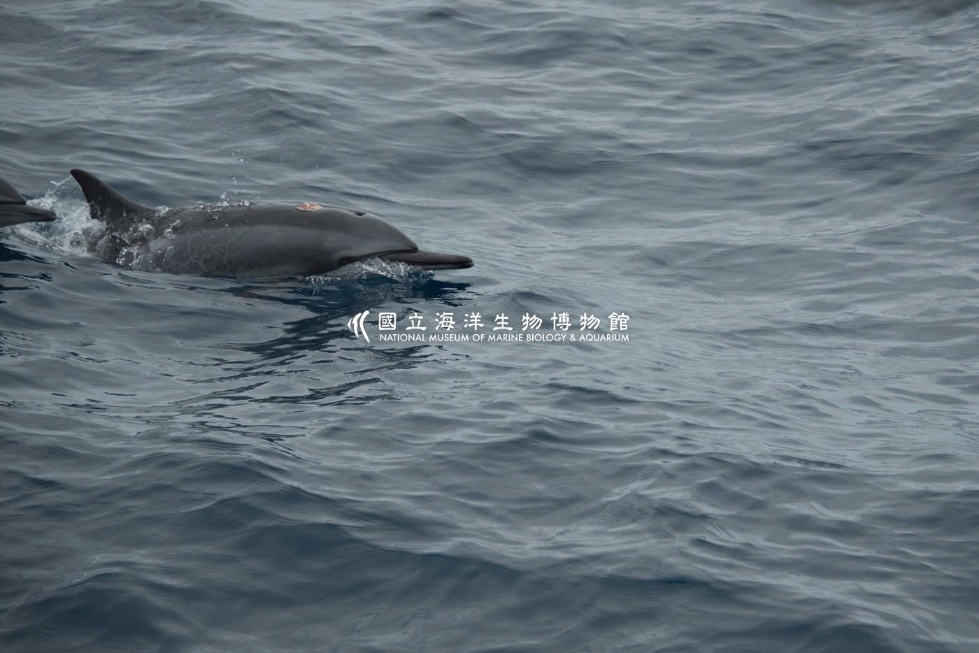 飛旋海豚