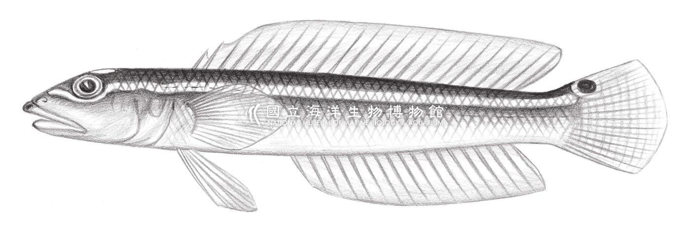 1886. 高知鱸 Kochichthys flavofasciata (Kamohara, 1936)