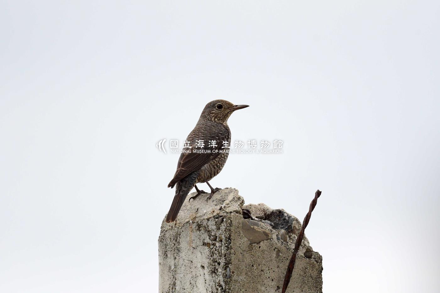 藍磯鶇