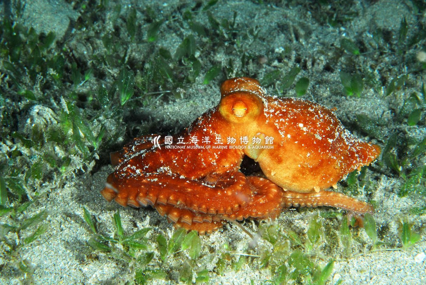 紅章魚