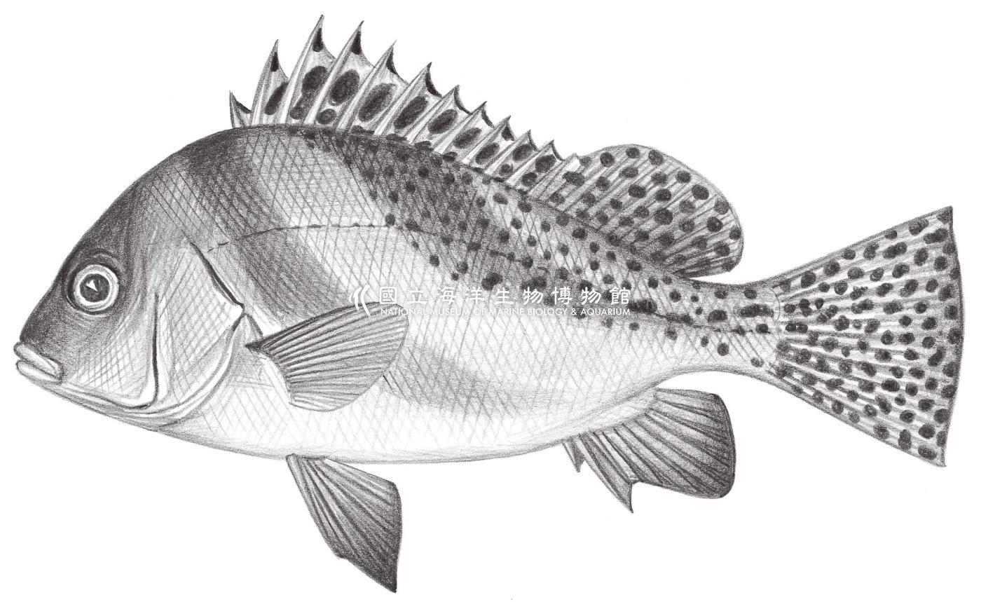 1389. 花尾胡椒鯛 Plectorhinchus cinctus (Temminck & Schlegel, 1843)