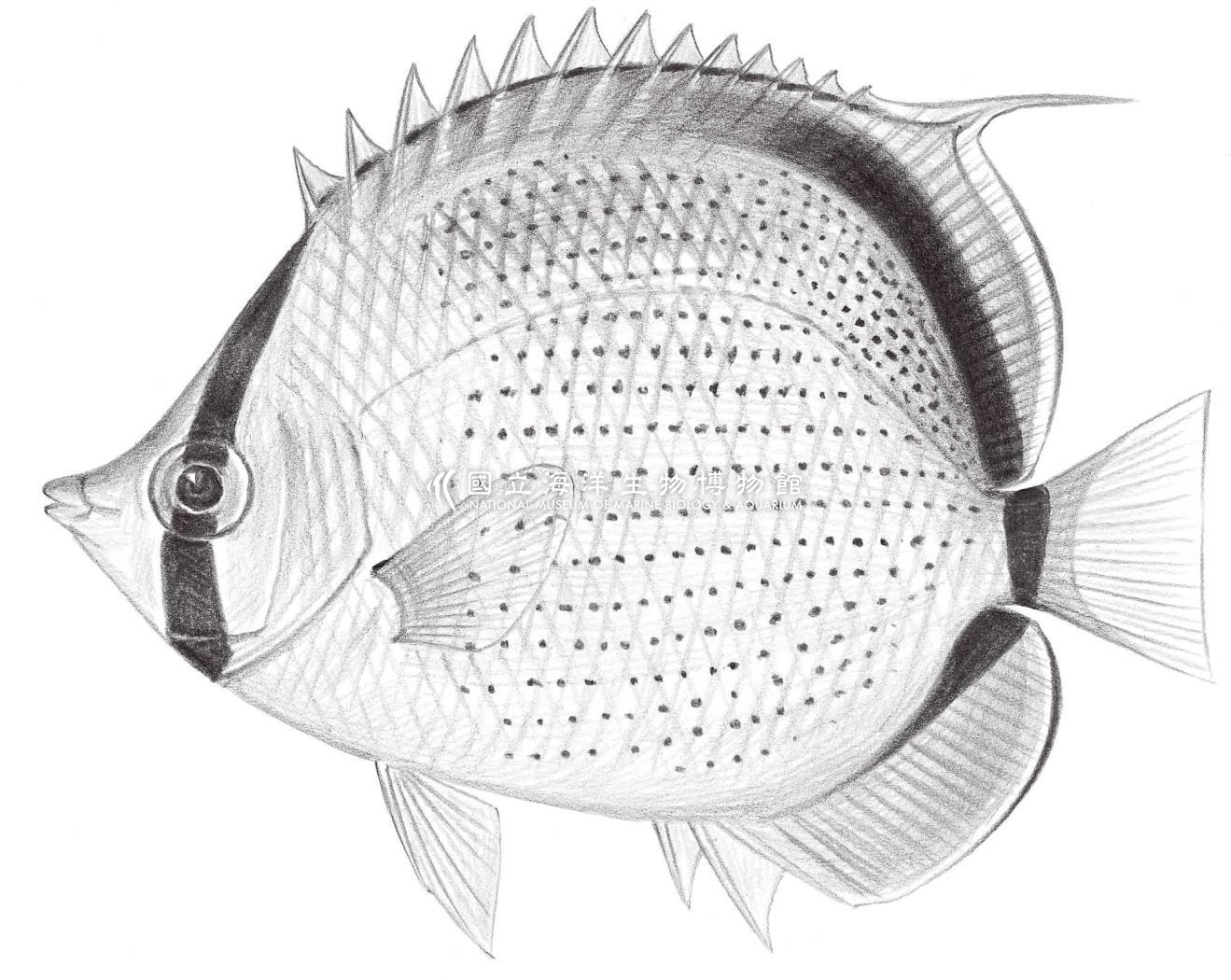 1542. 點綴蝴蝶魚 Chaetodon semeion Bleeker, 1855