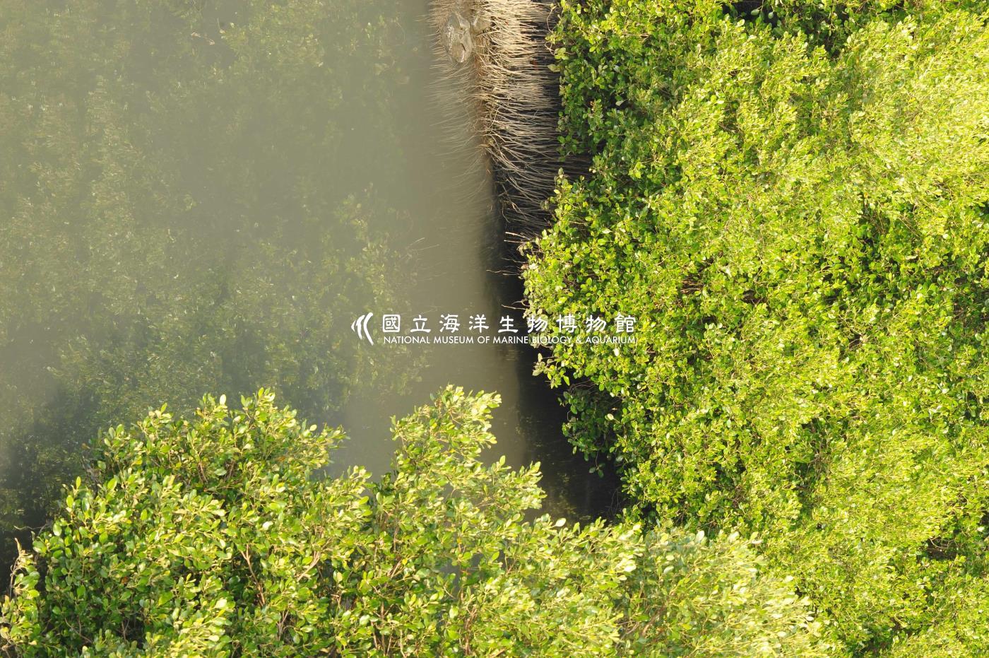 欖李