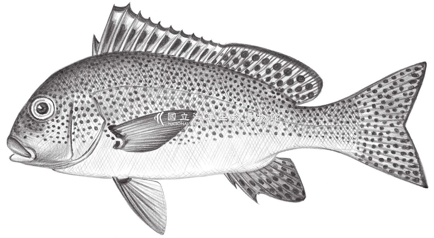 1396. 暗點胡椒鯛 Plectorhinchus picus (Cuvier, 1830)