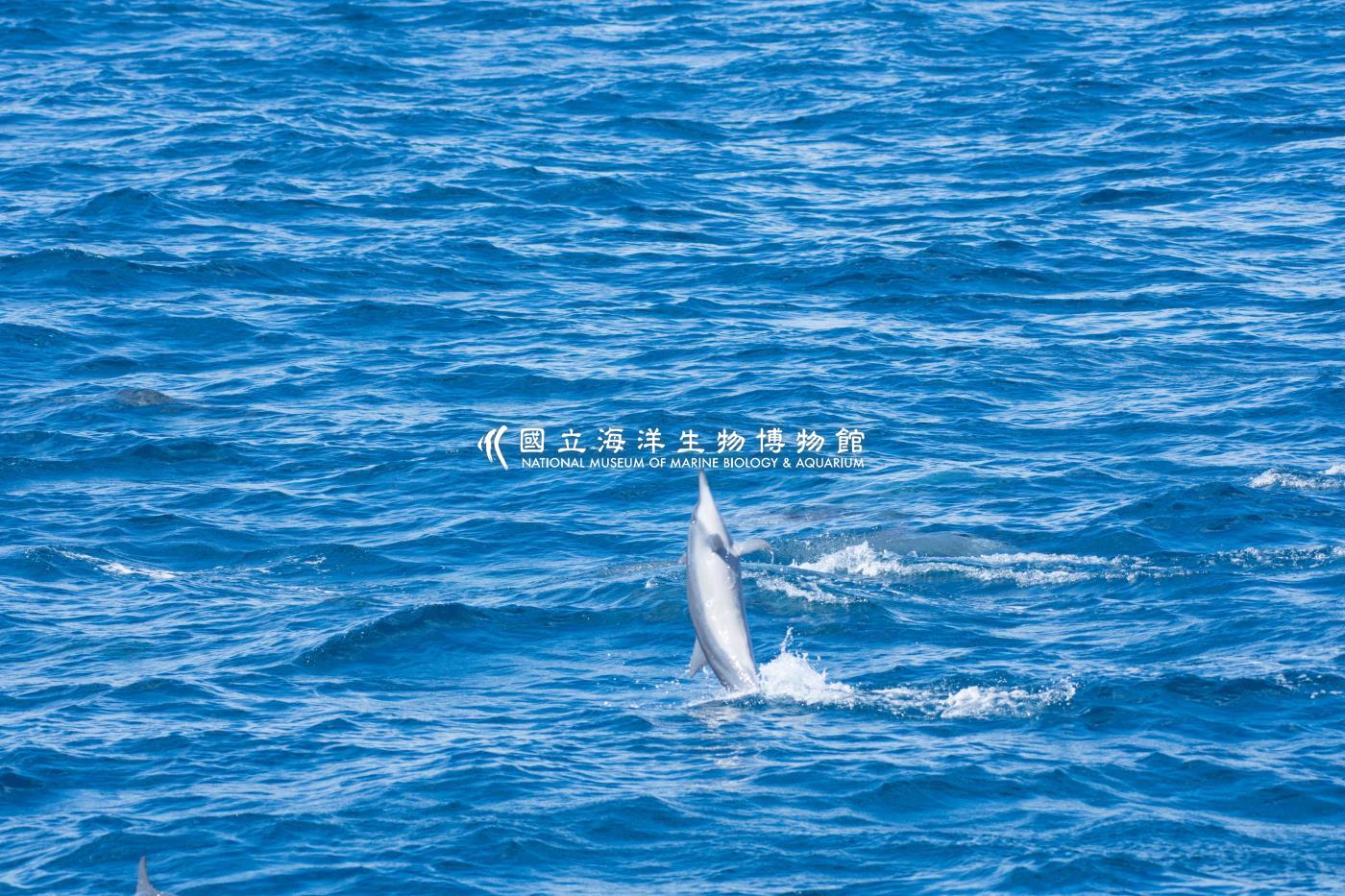 飛旋海豚