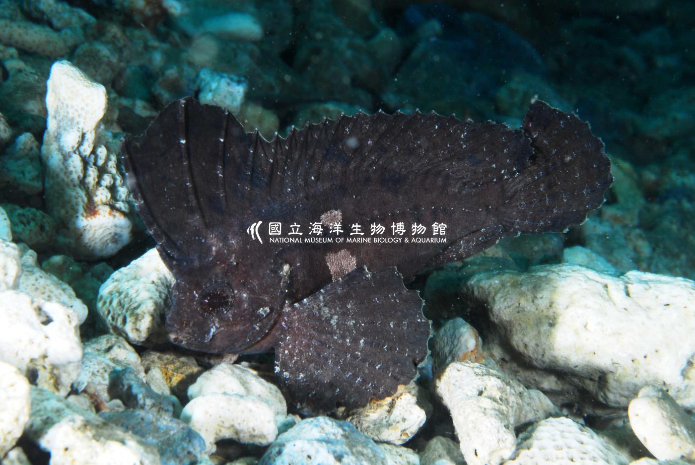 背帶長絨鮋