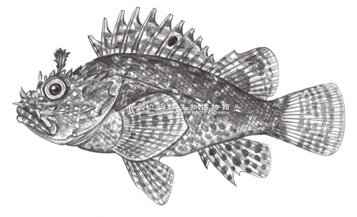 874. 小口鮋 Scorpaena miostoma Günther, 1877