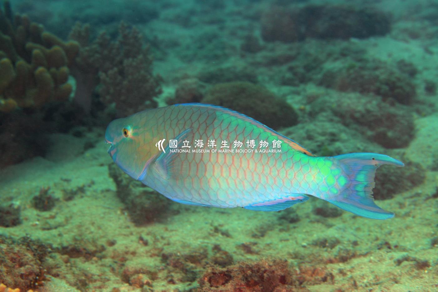紅紫鸚哥魚