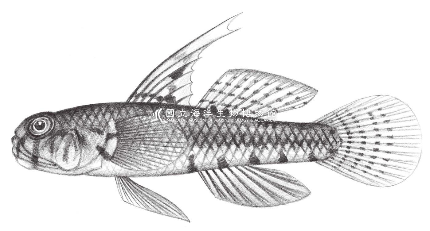 2227. 紅鰕虎 Redigobius bikolanus (Herre, 1927)