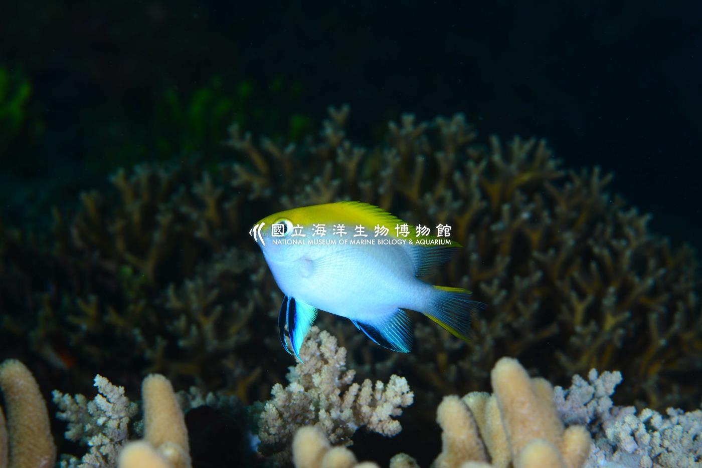 黑副雀鯛
