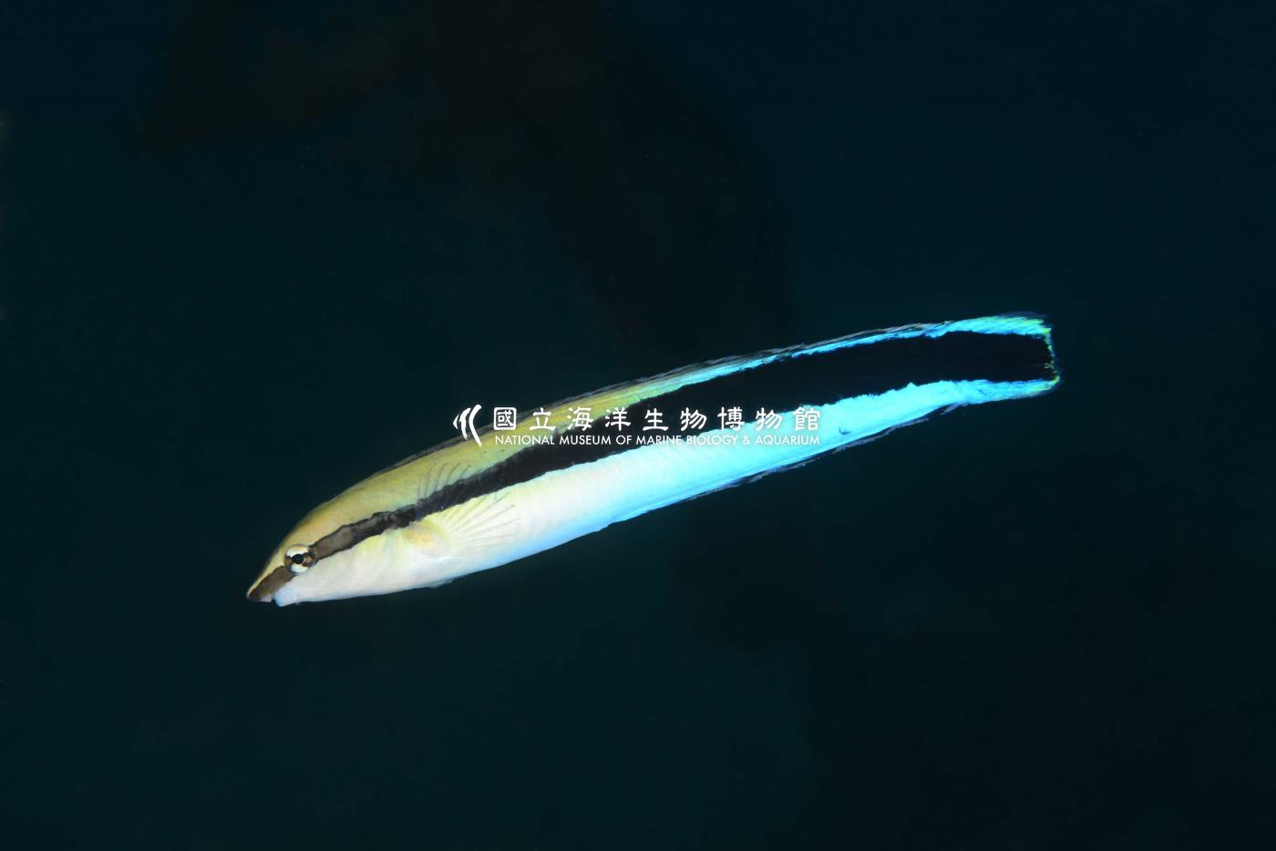 三帶盾齒鳚