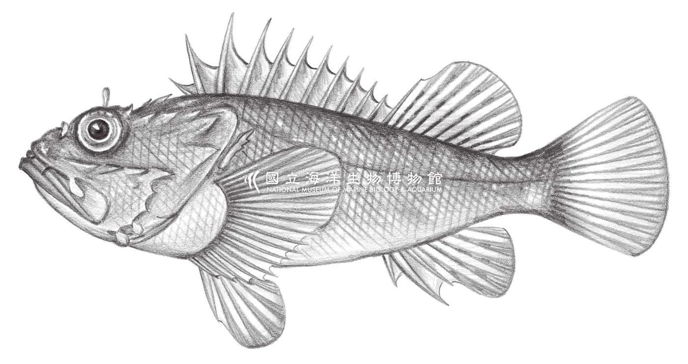 871. 伊豆鮋 Scorpaena izensis Jordan & Starks, 1904