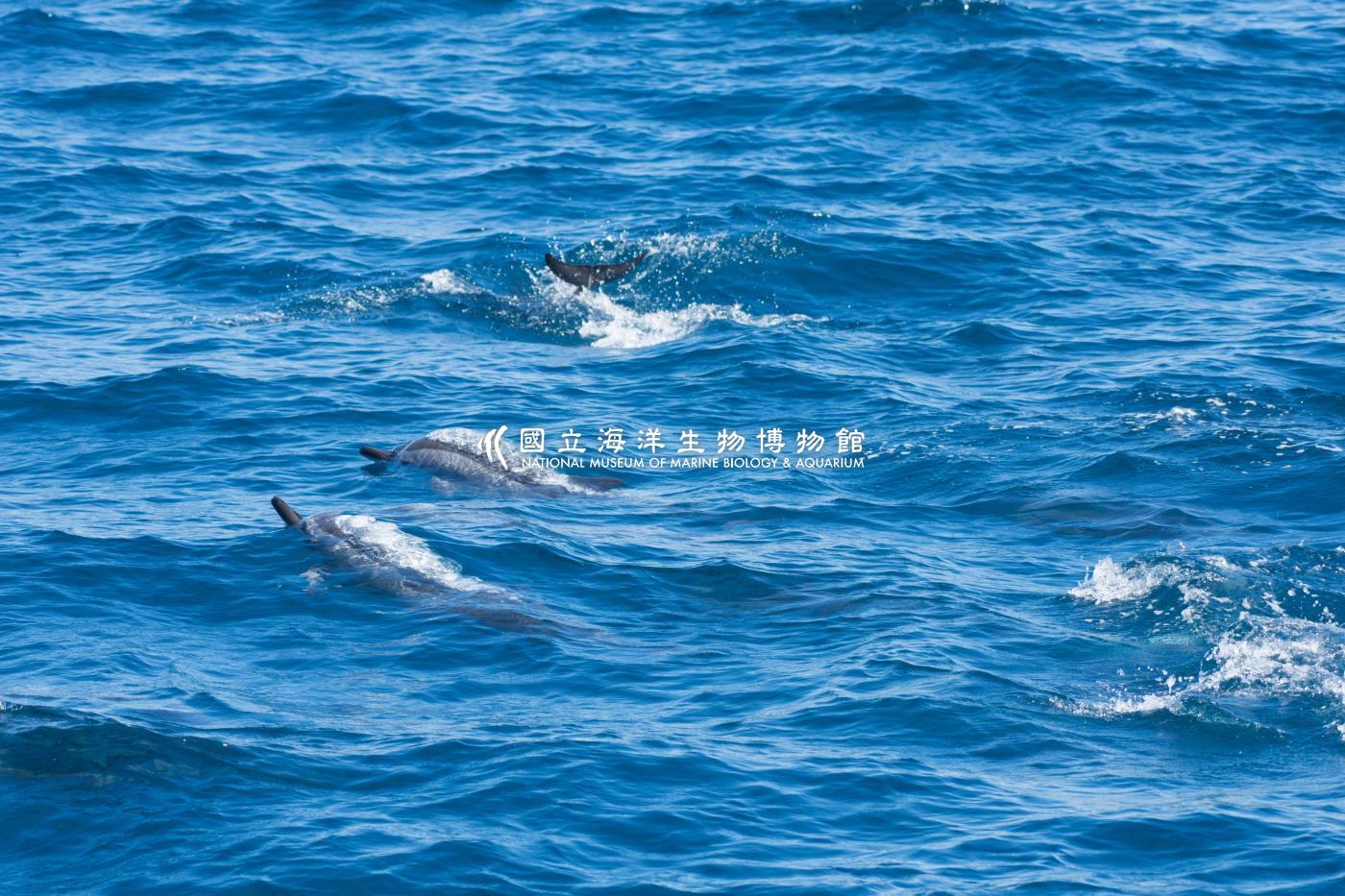 飛旋海豚