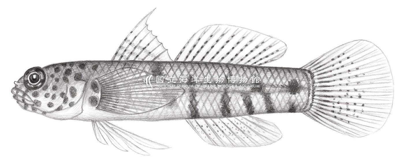 2124. 蔥綠磯塘鱧 Eviota prasina (Klunzinger, 1871)