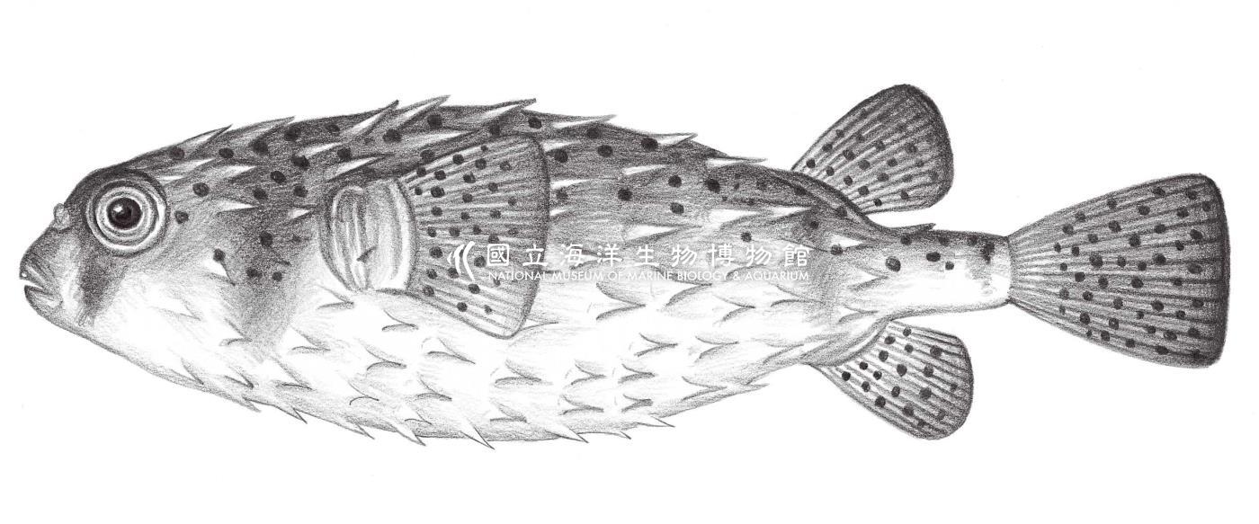 2557. 網紋短棘魨 Chilomycterus reticulatus Günther, 1870