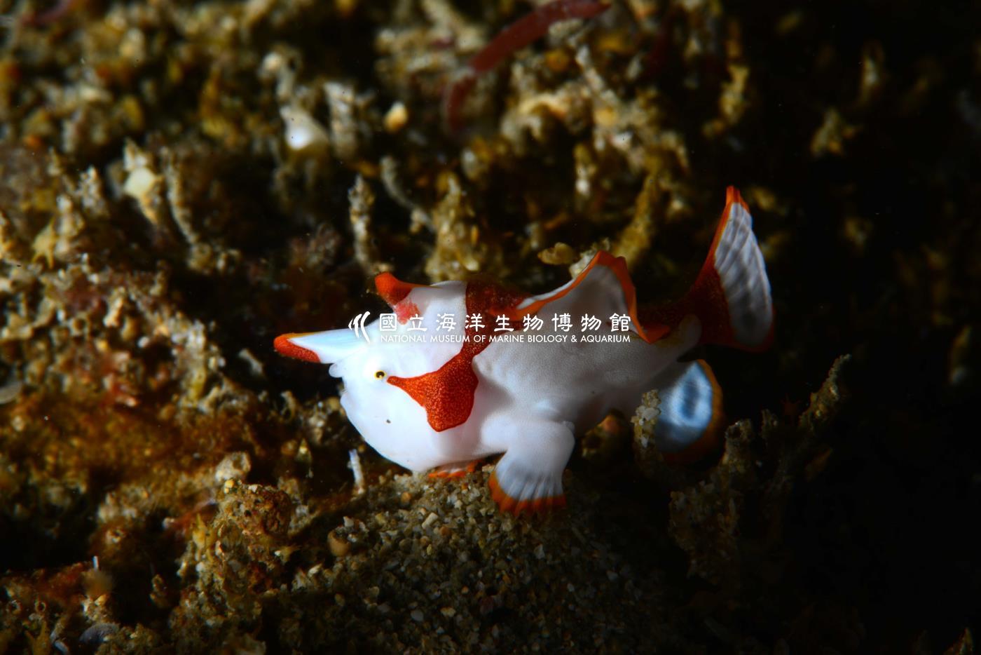 大斑躄魚