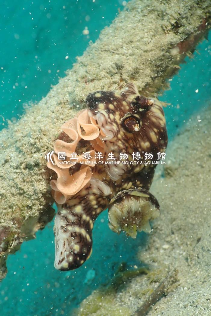 照片