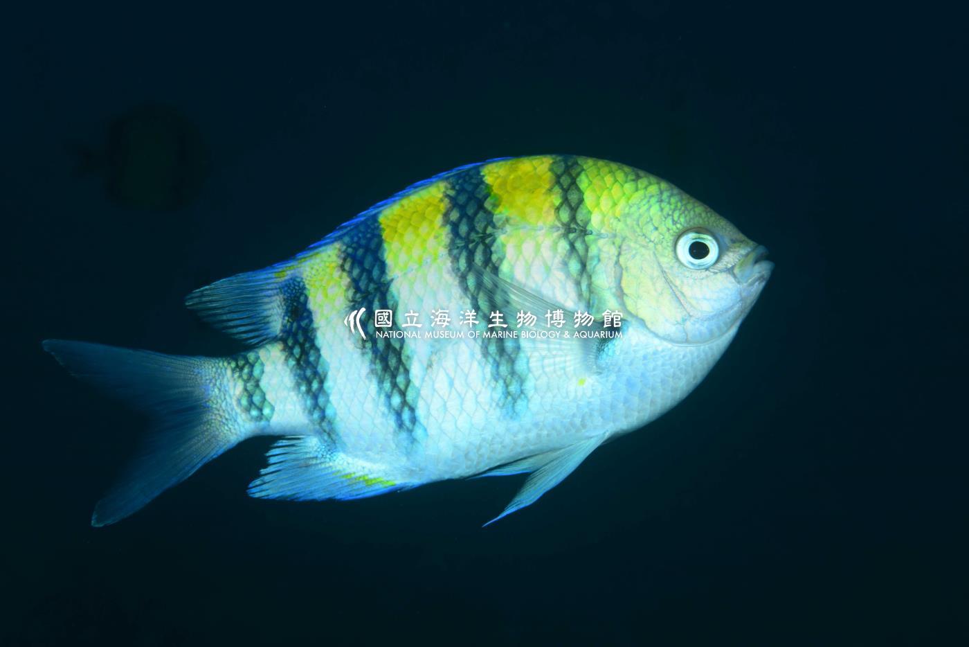 條紋豆娘魚