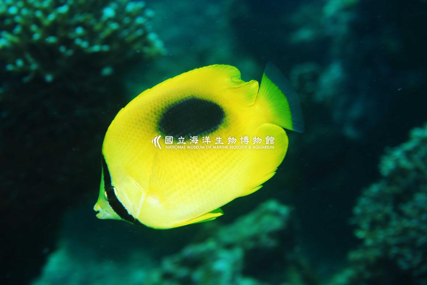 鏡斑蝴蝶魚
